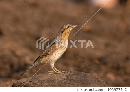 Eurasian Wryneck , Jynx torquilla, perched on a rock, Pune, India 103977742