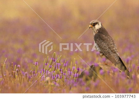 Female Amur Falcon, Falco amurensis, perched in a purple backdrop, Lonavala, India 103977743