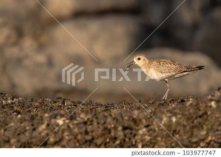 Pacific Golden Plover, Pluvialis Fulva, with breakfast in its mouth, Akshi ,Alibag, Maharashtra, India 103977747