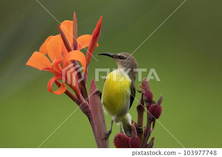 Purple rumped sunbird, Leptocoma zeylonica, sucking nectar from the flowers, Pune, Maharashtra India Purple rumped sunbird, Leptocoma zeylonica, sucking nectar from the flowers, Pune, Maharashtra India 103977748