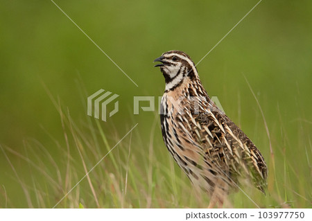 Rain Quail, Coturnix coromandelica, shot during the monsoons amidst the lush green grass, Pune, India 103977750
