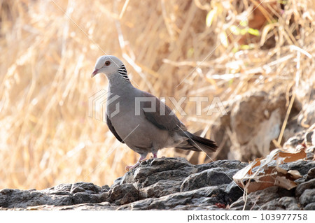 Nilgiri Woodpigeon , Columba elphinstonii, looking around to hunt , Pune, India Nilgiri Woodpigeon , Columba elphinstonii, looking around to hunt , Pune, India 103977758