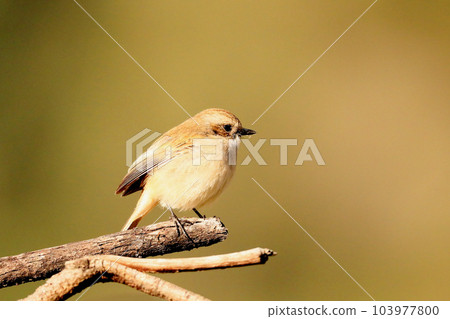 Russet Sparrow on a branch, Passer rutilans, Sattal, Uttarakhand, India Russet Sparrow on a branch, Passer rutilans, Sattal, Uttarakhand, India 103977800
