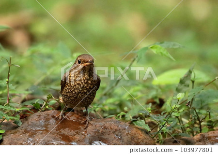 Female Blue Capped Rock Thrush,  Monticola cinclorhynchus, Ganeshgudi, Karnataka, India 103977801