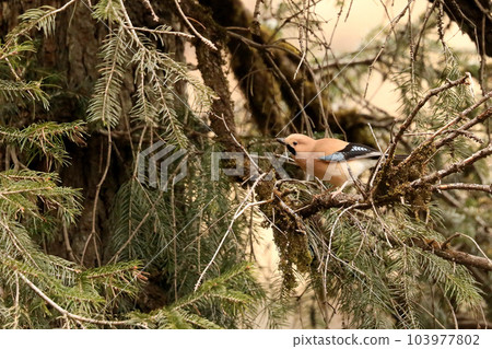 Eurasian Jay on branch, mid shot, Garrulus glandarius - Mandal, Uttarakhand, India Eurasian Jay on branch, mid shot, Garrulus glandarius - Mandal, Uttarakhand, India 103977802