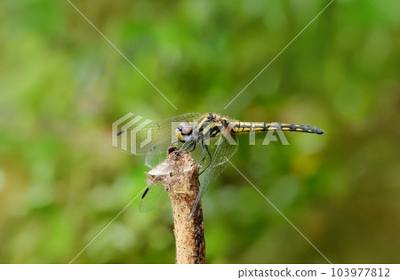 Female Black Stream Glider Dragonfly- Trithemis festiva, Sindhudurg, Maharashtra, India 103977812