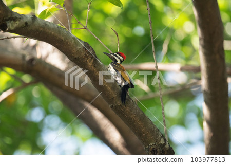 Common Flameback Woodpecker, Dinopium javanense, Topchachi Wildlife Sanctuary, Jharkhand, India 103977813