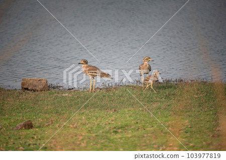 Family of  Indian stone-curlew or Indian thick-knee  , Burhinus indicus, Ranthambore National Park, Rajasthan, India 103977819