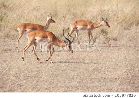 Herd of Impala, Aepyceros melampus,, Masai mara National Reserve, Kenya, Africa Herd of Impala, Aepyceros melampus,, Masai mara National Reserve, Kenya, Africa 103977820