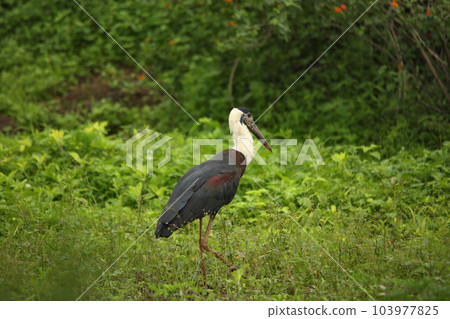 Wooley necked stork, Ciconia episcopus, Pune, Maharashtra, India 103977825