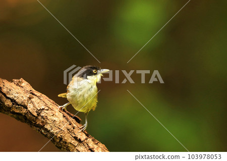 Dark Fronted Babbler, Rhopocichla atriceps, Ganeshgudi, Karnataka, India Dark Fronted Babbler, Rhopocichla atriceps, Ganeshgudi, Karnataka, India 103978053