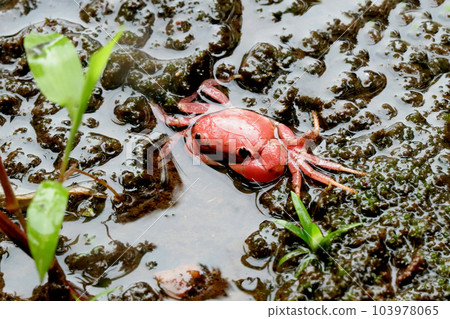 Freshwater Crab-Ghatiana botti, Sindhudurg, Maharashtra, India Freshwater Crab-Ghatiana botti, Sindhudurg, Maharashtra, India 103978065