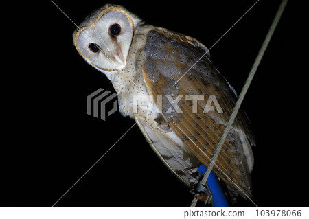 Barn Owl, Tyto alba, Egra, Purba Medinipur, West Bengal, India Barn Owl, Tyto alba, Egra, Purba Medinipur, West Bengal, India 103978066