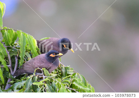 Two Common Mynas on tree, Acridotheres tristis, Kolkata, India 103978073