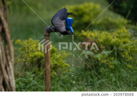 Thirsty Crow drinking water from a running tap, Central Park, Kolkata West Bengal, India Thirsty Crow drinking water from a running tap, Central Park, Kolkata West Bengal, India 103978088