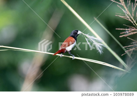 Tricoloured munia, Lonchura malacca, Rajarhat, Kolkata, West Bengal, India Tricoloured munia, Lonchura malacca, Rajarhat, Kolkata, West Bengal, India 103978089