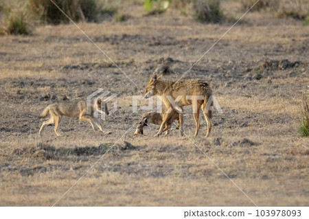 Golden jackal, Canis aureus mother with pups, Kanha National Park Madhya Pradesh, India 103978093