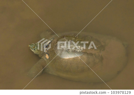 The Hoan Kiem turtle also R. leloii. RARE, Vietnam The Hoan Kiem turtle also R. leloii. RARE, Vietnam 103978129