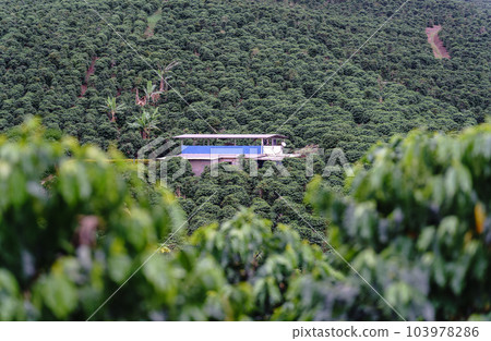 Coffee house in the middle of the coffee trees Coffee house in the middle of the coffee trees 103978286