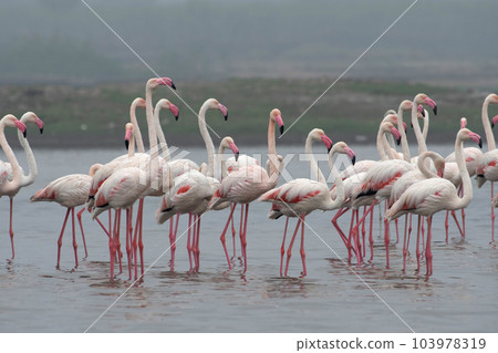 Group of greater flamingoes, Phoenicopterus roseus, India Group of greater flamingoes, Phoenicopterus roseus, India 103978319