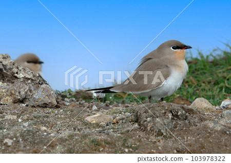 The small pratincole, little pratincole, or small Indian pratincole, Glareola lactea, India 103978322