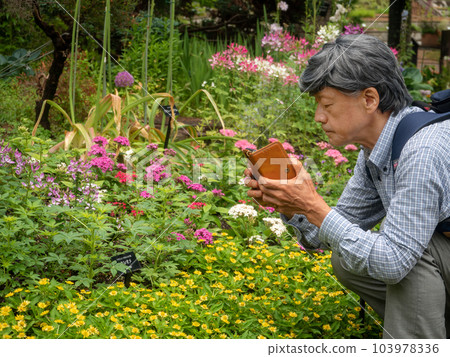 A senior man photographing beautiful colorful wildflowers with an iPhone A senior man photographing beautiful colorful wildflowers with an iPhone 103978336