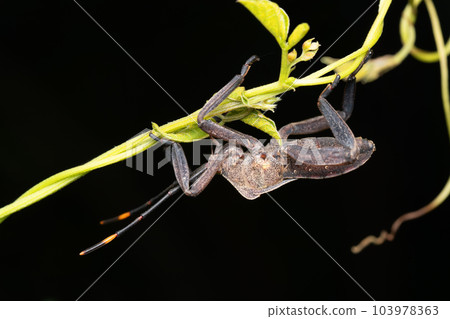 Lateral of Leaf footed bugs, Acanthocephala terminalis, Satara, Maharashtra, India Lateral of Leaf footed bugs, Acanthocephala terminalis, Satara, Maharashtra, India 103978363