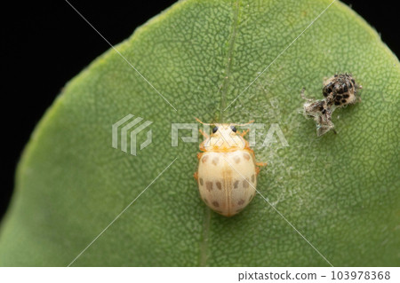 Freshly Moulted Asian Lady Beetle, Harmonia axyridis, Satara, Maharashtra, India 103978368