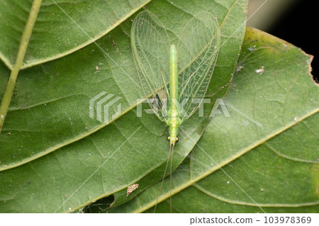 Green lacewing, Ceraeochrysa anceps, Satara, Maharashtra. India 103978369