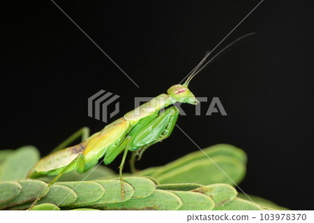 Green mantis , Odontomantis planiceps, Satara, Maharashtra, India 103978370