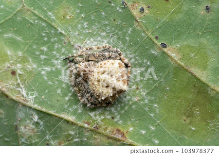 Poop Mimic Orb Weaver, Eriovixia laglaizei, Satara, Maharashtra, India Poop Mimic Orb Weaver, Eriovixia laglaizei, Satara, Maharashtra, India 103978377