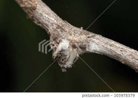 Running crab spider, Philodromus vulgaris, Satara, Maharashtra, India 103978379