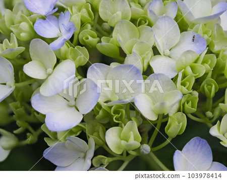 A close-up of a hydrangea that has begun to bloom A close-up of a hydrangea that has begun to bloom 103978414