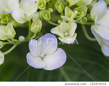 已經開始開花的繡球花的特寫 103978416