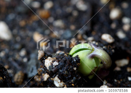 Tamba black (black soybean) germination expansion mid-June 103978586