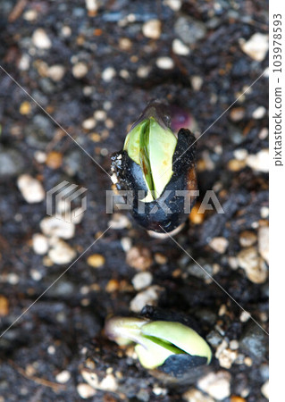 丹波黑(黑大豆)發芽擴大 6 月中旬 丹波黑(黑大豆)發芽擴大 6 月中旬 103978593