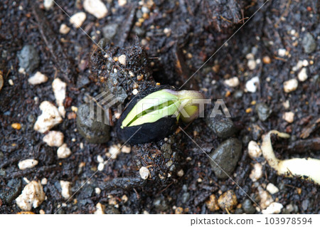 Tamba black (black soybean) germination expansion mid-June Tamba black (black soybean) germination expansion mid-June 103978594