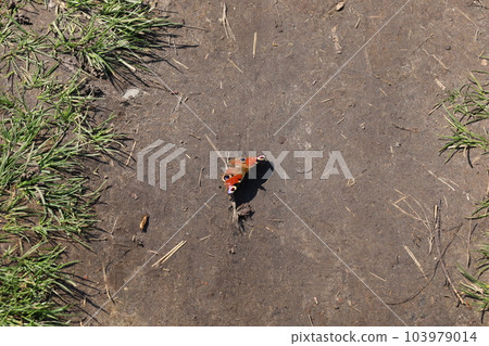 European peacock butterfly, spring nature, red European peacock butterfly, spring nature, red 103979014