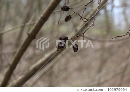alder cones on the branch, winter forest atmosphere alder cones on the branch, winter forest atmosphere 103979064