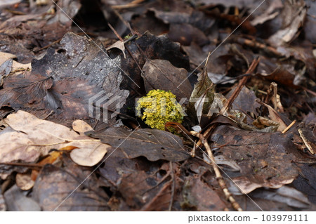 moss in the spring forest, macro forest moss in the spring forest, macro forest 103979111