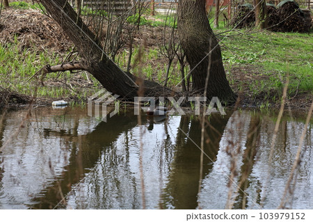 Wild duck on the river bank, spring park atmosphere Wild duck on the river bank, spring park atmosphere 103979152