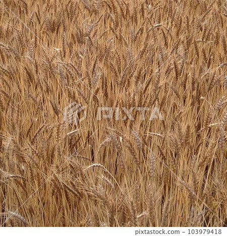 金礦腳下種植糧食。糧食。穀物。國元。串行。 2002 年 6 月 7 日 金礦腳下種植糧食。糧食。穀物。國元。串行。 2002 年 6 月 7 日 103979418