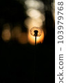 Beautiful sunset scene with silhouette of dandelion in foreground. Vibrant orange and yellow hues of sunset. Contrast of dark silhouette against bright, colorful sky creates striking visual effect. 103979768