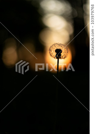 Beautiful sunset scene with silhouette of dandelion in foreground. Vibrant orange and yellow hues of sunset. Contrast of dark silhouette against bright, colorful sky creates striking visual effect. 103979768