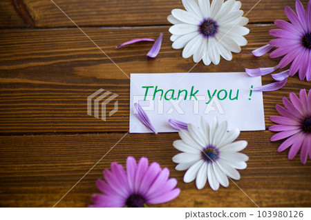 Beautiful white and purple Osteospermum flowers on a wooden 103980126