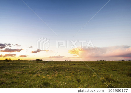 Landscape in La Pampa Argentina at sunset, La Pampa province, Patagonia, Argentina. 103980177