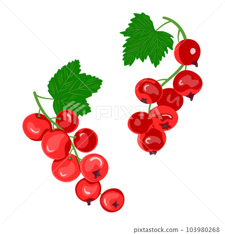 Red currant berries with green leaves. The concept of healthy eating. Ripe berries. Fruit picking. Vector illustration in a flat style. 103980268