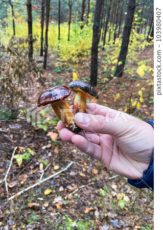Male hand hold the fresh delicious mushrooms. Collect of forest mushrooms. Nature of autumn forest. Male hand hold the fresh delicious mushrooms. Collect of forest mushrooms. Nature of autumn forest. 103980407