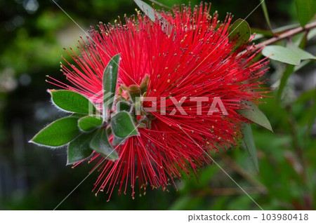 Callistemon bottlebrush Callistemon bottlebrush 103980418