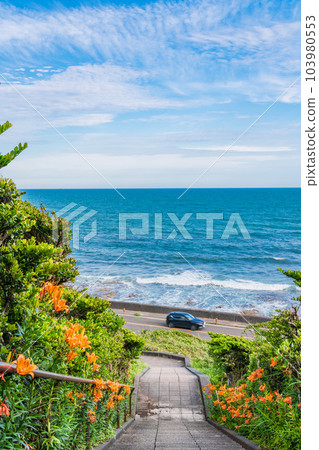 （靜岡縣）在靜岡縣最南端御前崎海灘盛開的黃色花朵。 103980553